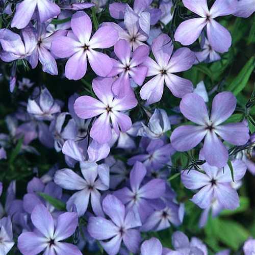 Phlox Blue Buttons Woodland Phlox for Sale | Rare Roots