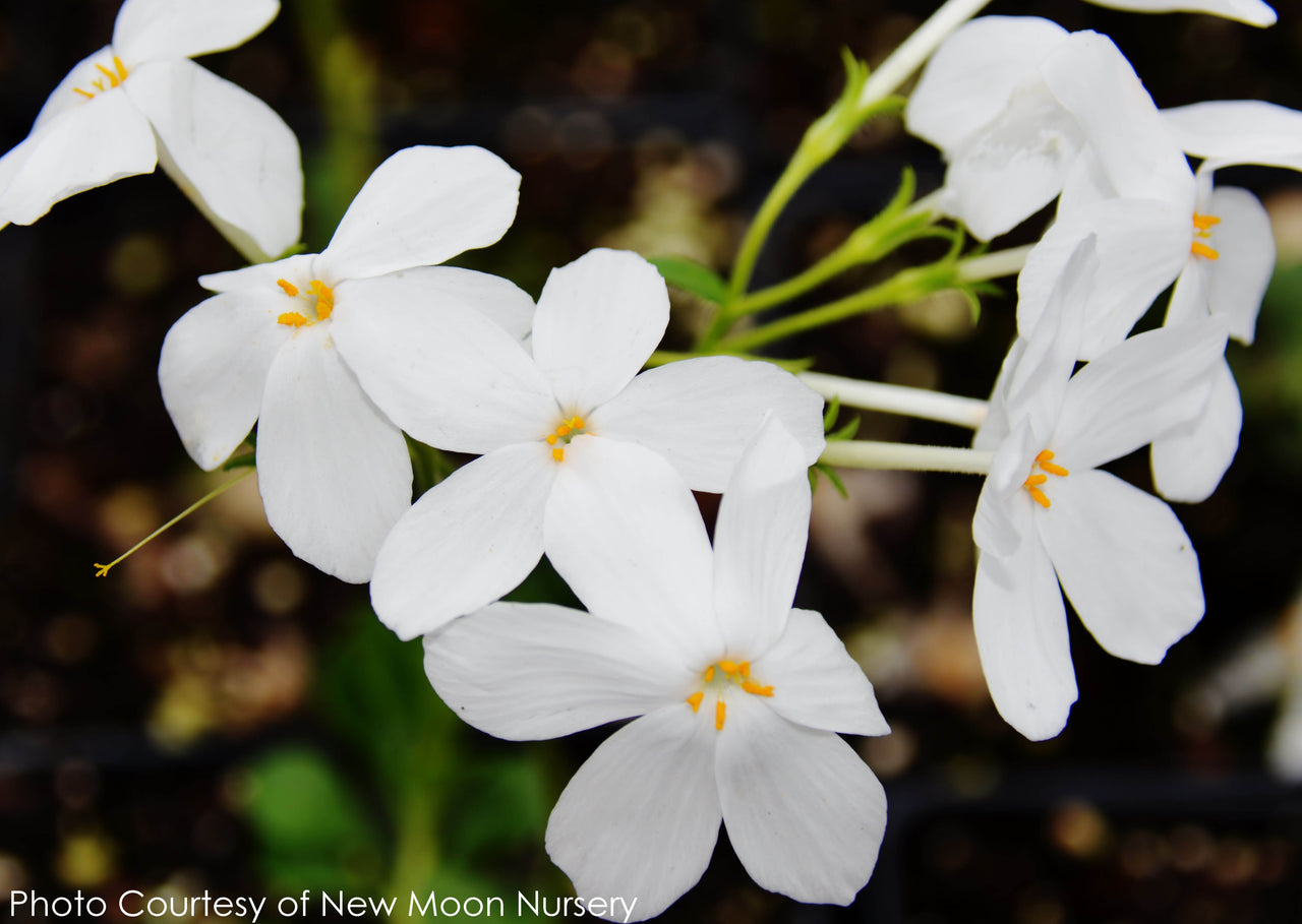 Phlox Bruce's White Creeping Woodland Phlox