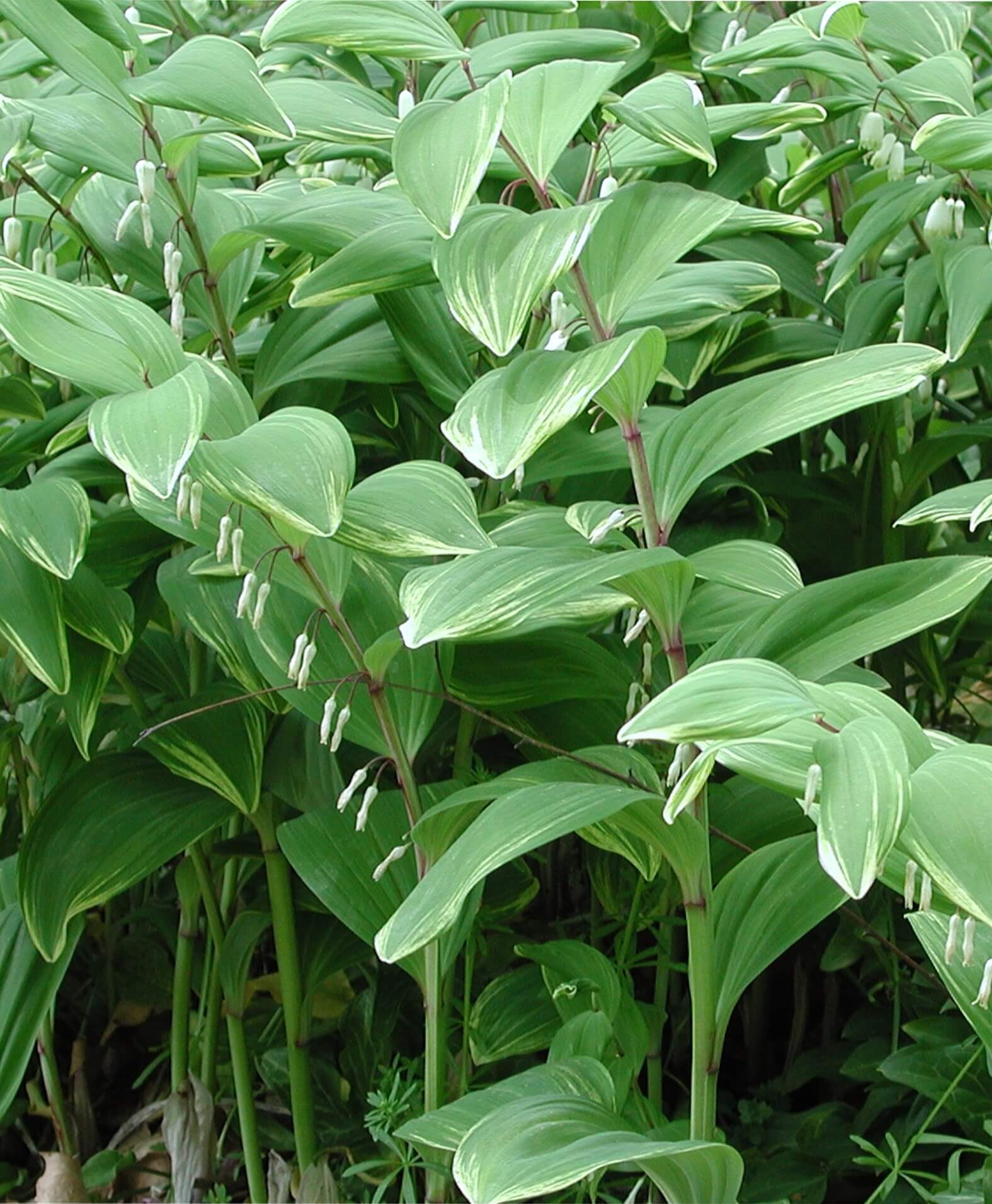 solomon plant succulent Polygonatum odoratum 'Variegatum' Variegated Solomon's Seal
