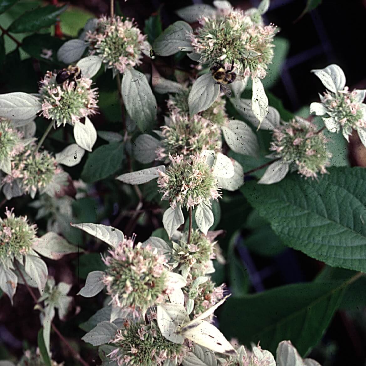 Pycnanthemum virginianum Virginia Mountain Mint for sale