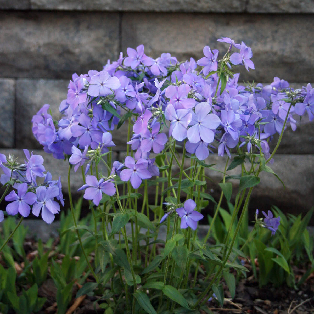 Phlox divaricata 'Blue Moon' Woodland Phlox