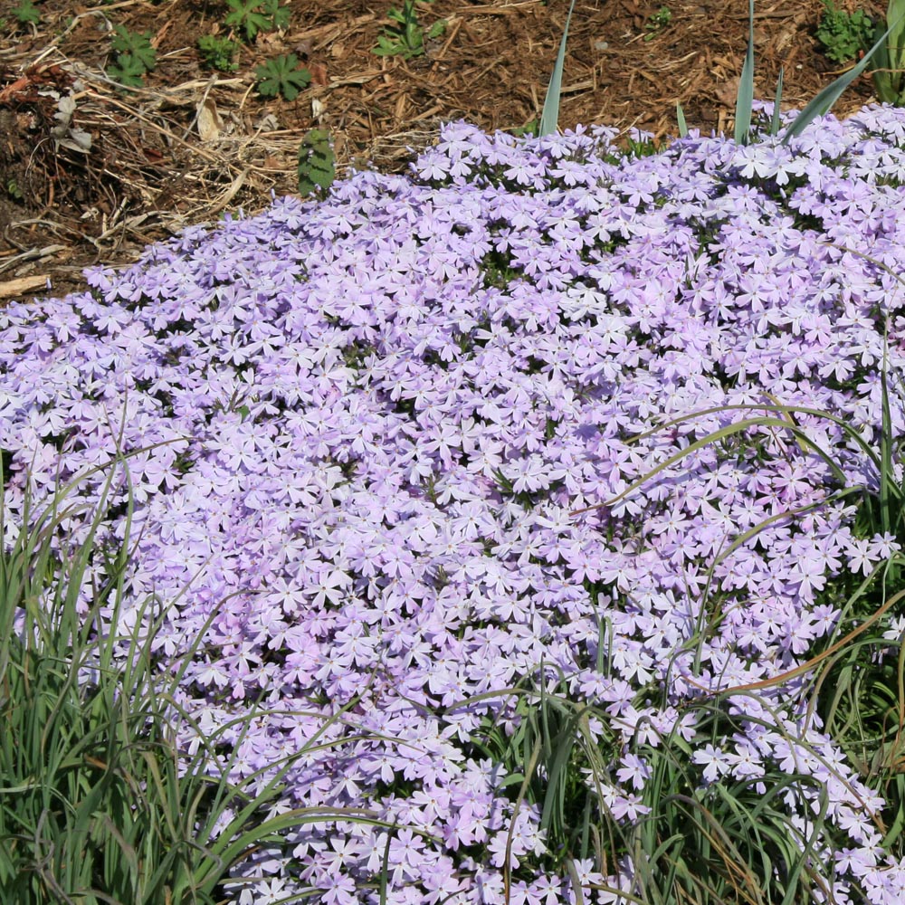 Phlox subulata 'Emerald Blue' Creeping Phlox