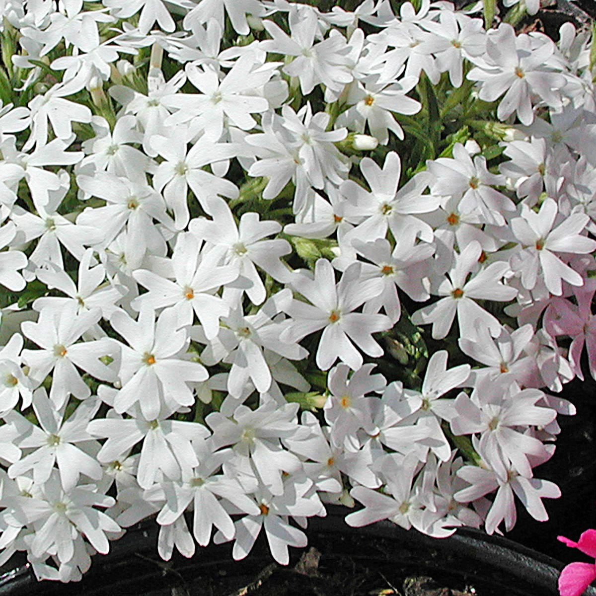 Phlox subulata 'Snowflake' Creeping Phlox