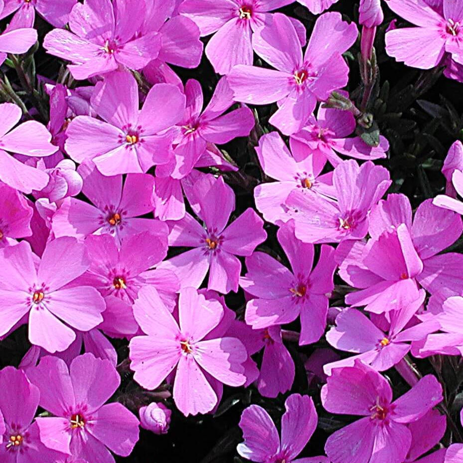 Phlox Emerald Pink Creeping Phlox for Sale | Rare Roots