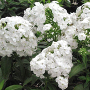 Phlox paniculata David Summer Phlox for sale