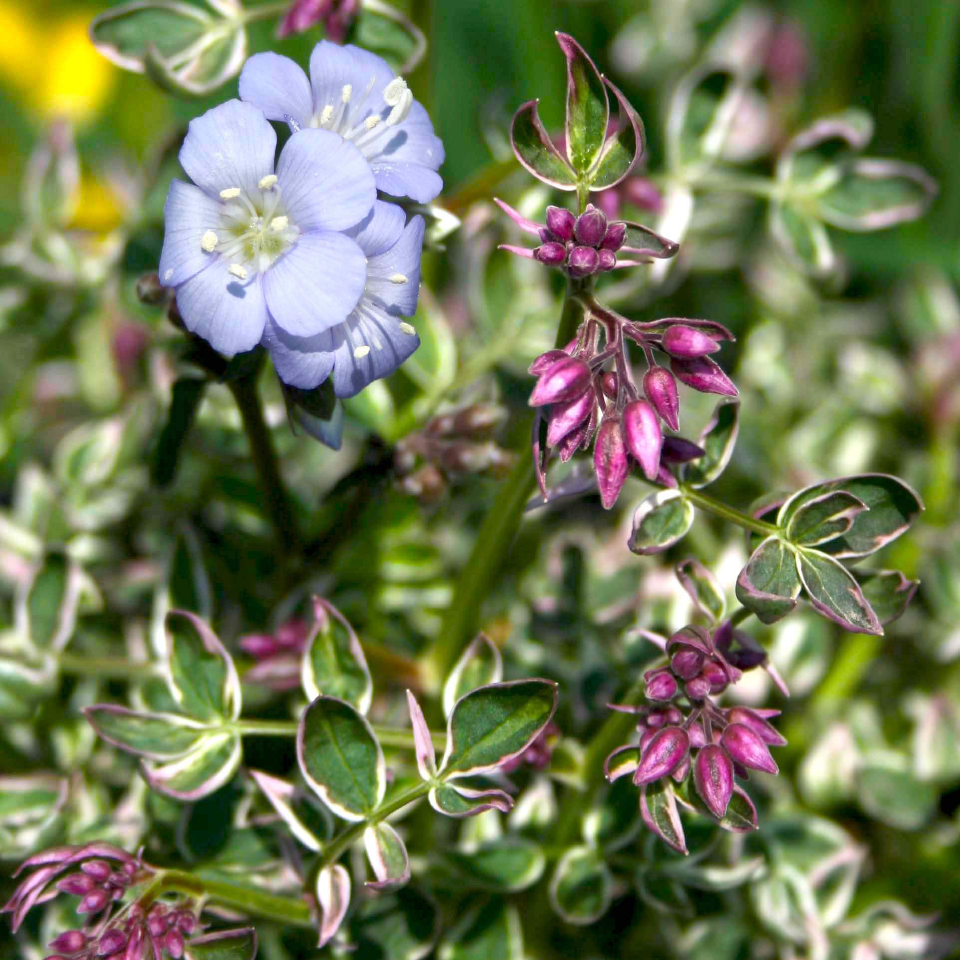 ladder succulent Polemonium reptans Touch of Class Jacob's Ladder