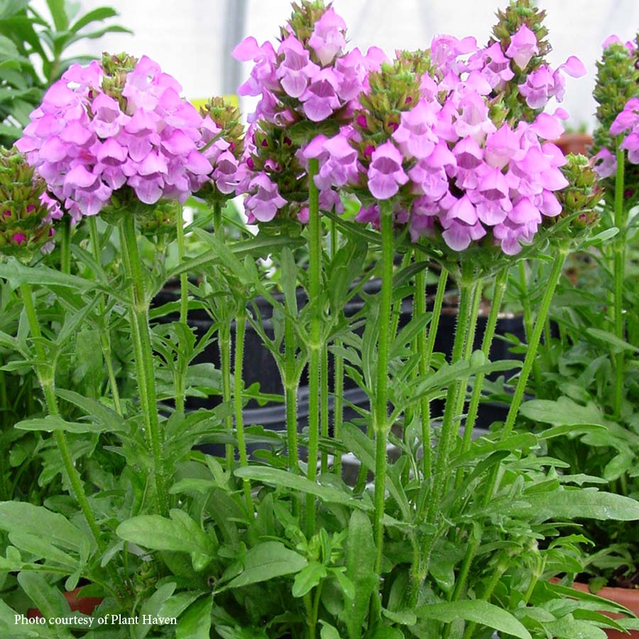 Prunella 'Summer Daze' Selfheal