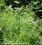 Pycnanthemum tenuifolium Narrowleaf Mountain Mint for sale