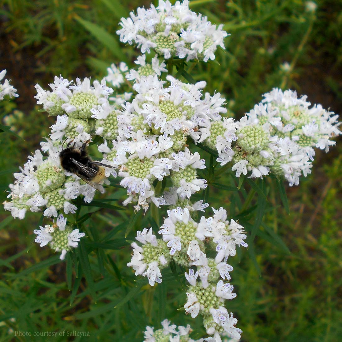 Pycnanthemum virginianum Virginia Mountain Mint
