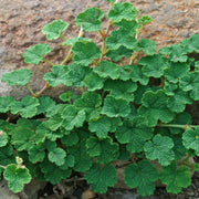 Rubus calycinoides Creeping Raspberry for sale