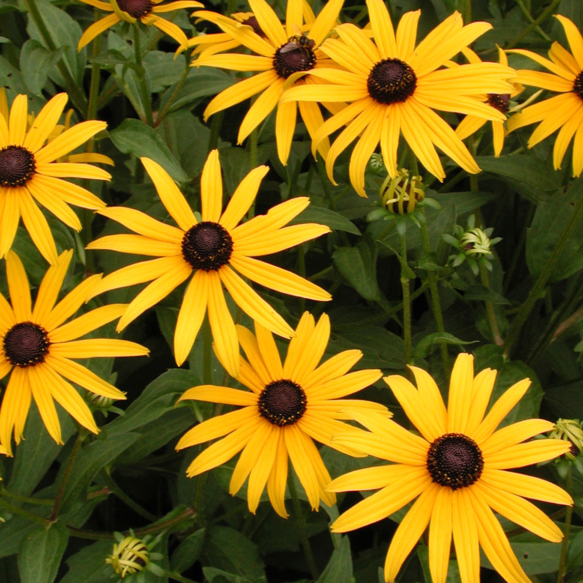Rudbeckia fulgida 'Goldsturm' Black-Eyed Susan