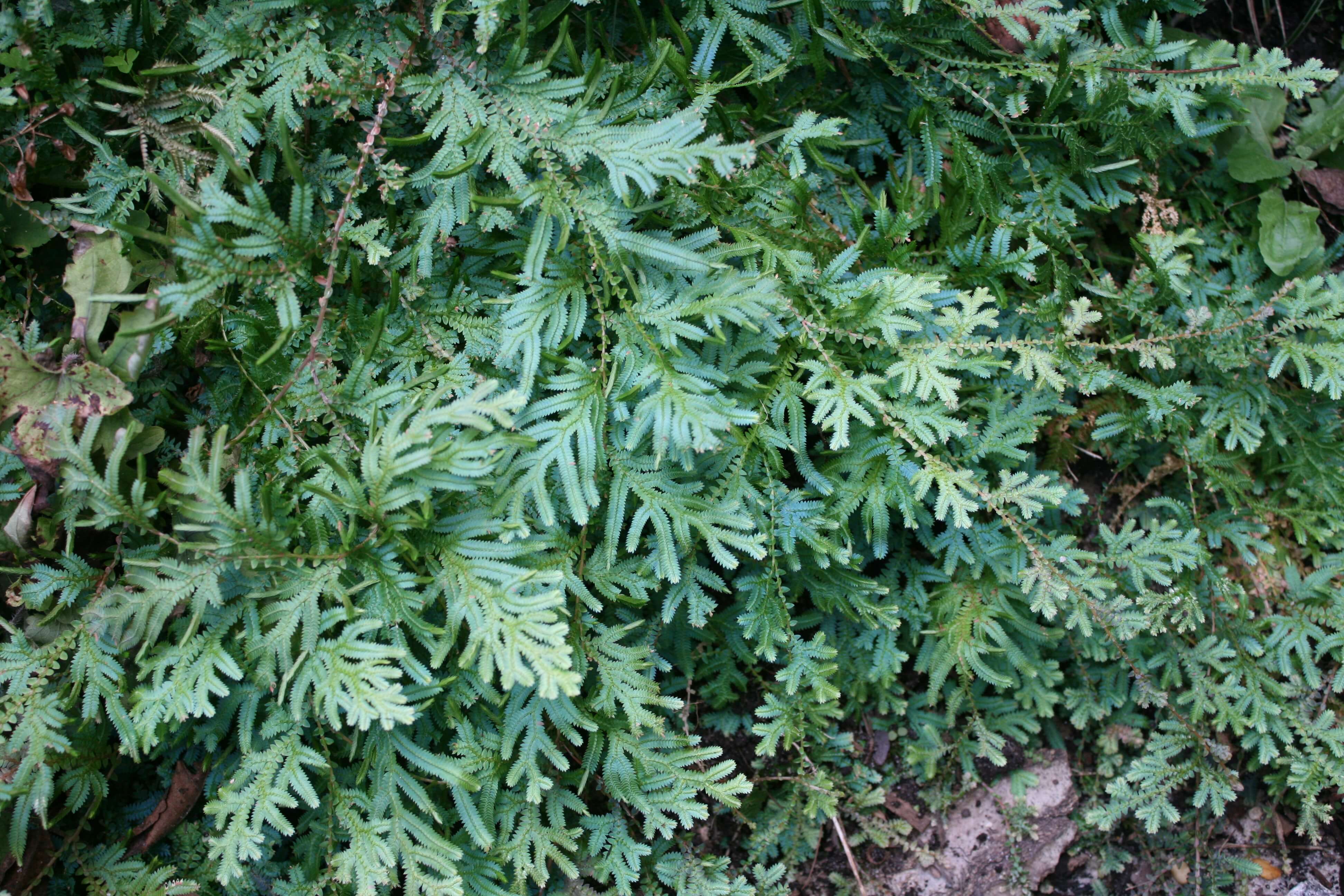 rainbow moss hanging plant Fern Rainbow/Peacock Moss Selaginella uncinata