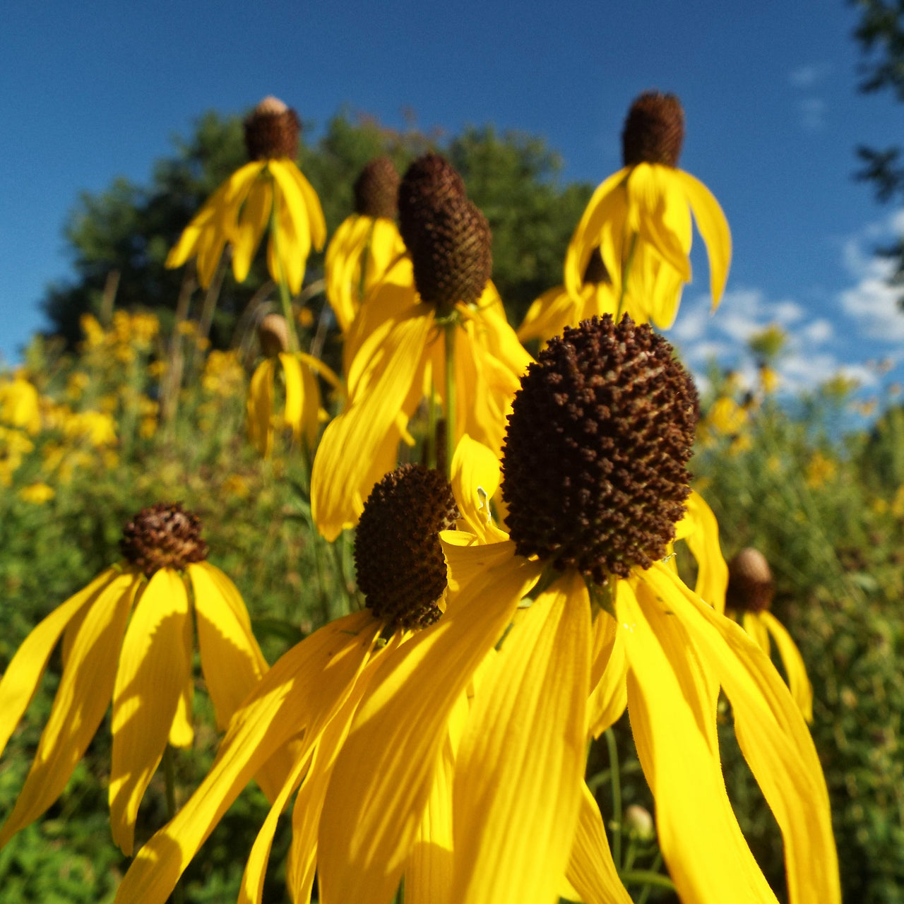 Ratibida pinnata Gray-headed Coneflower