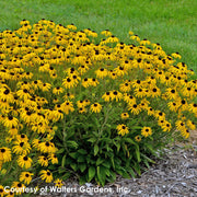 Rudbeckia American Gold Rush Black-Eyed Susan for sale