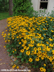 Rudbeckia fulgida Goldsturm Black-Eyed Susan for sale