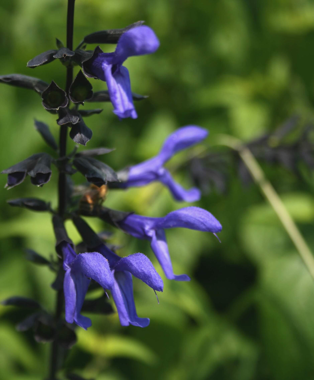 Salvia guarantica 'Black and Blue' Anise Sage