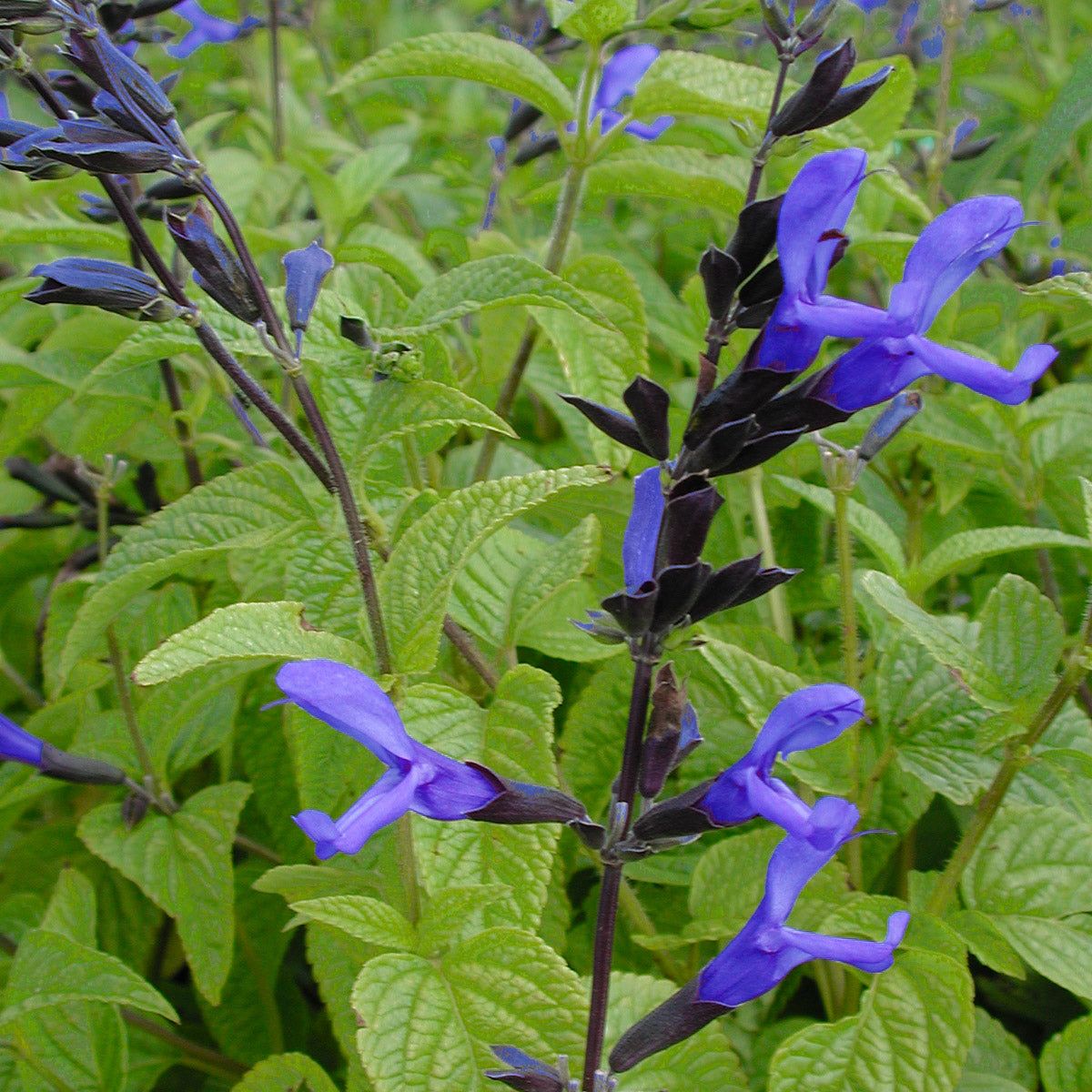 Black And Blue Salvia Perennial Black and blue salvia perennial