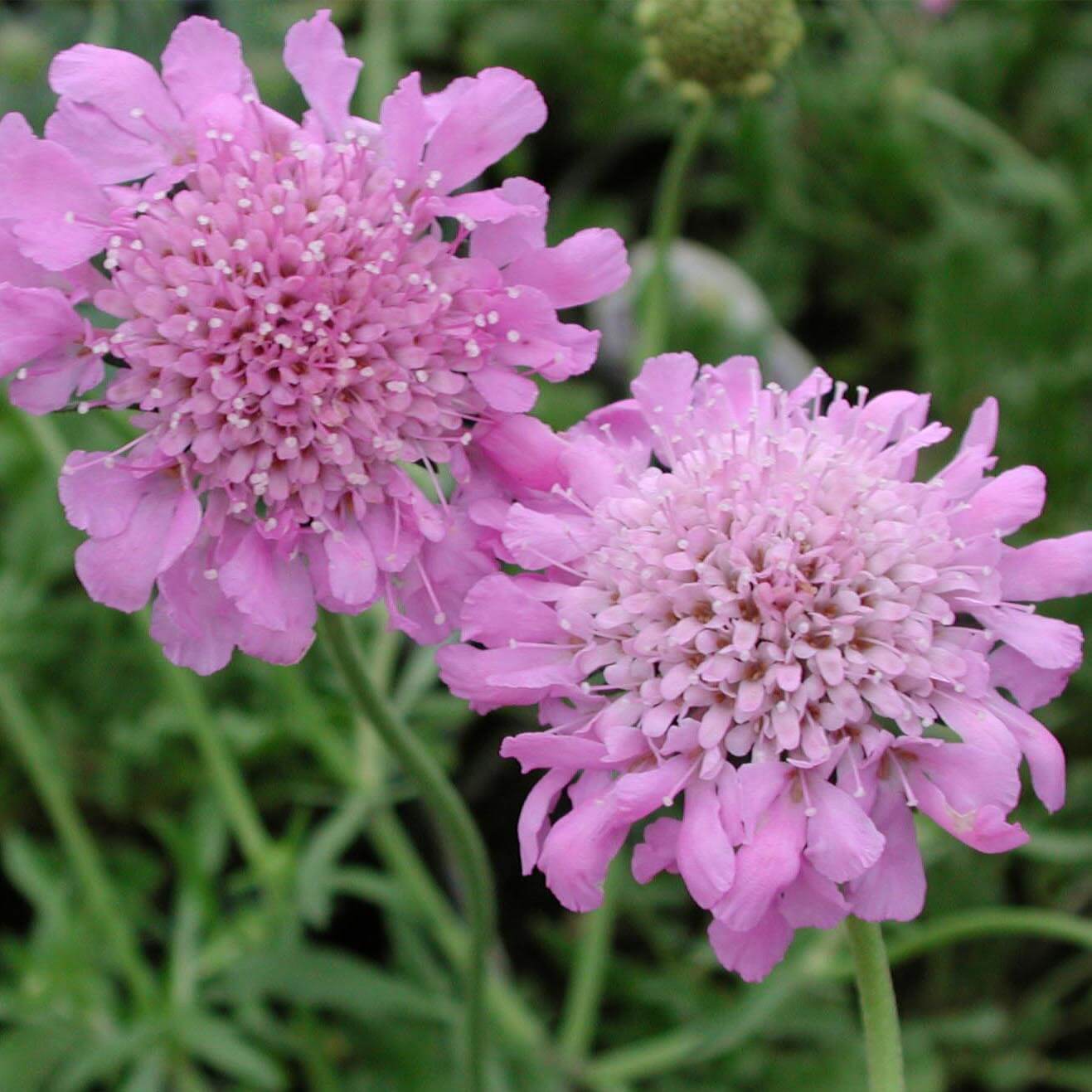 Scabiosa columbaria 'Pink Mist' Pincushion Flower