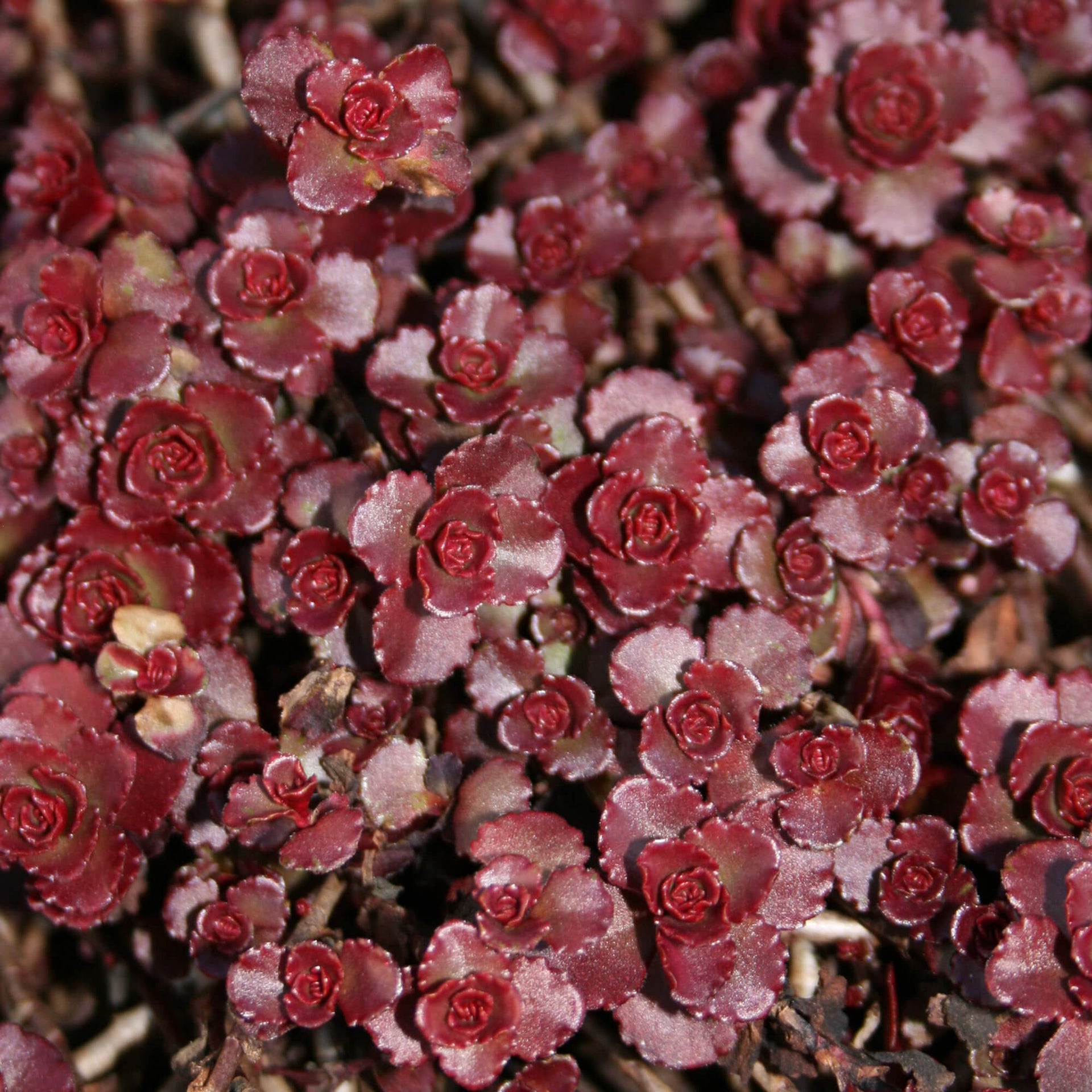 Sedum Fuldaglut Blaze of Fulda Stonecrop for sale
