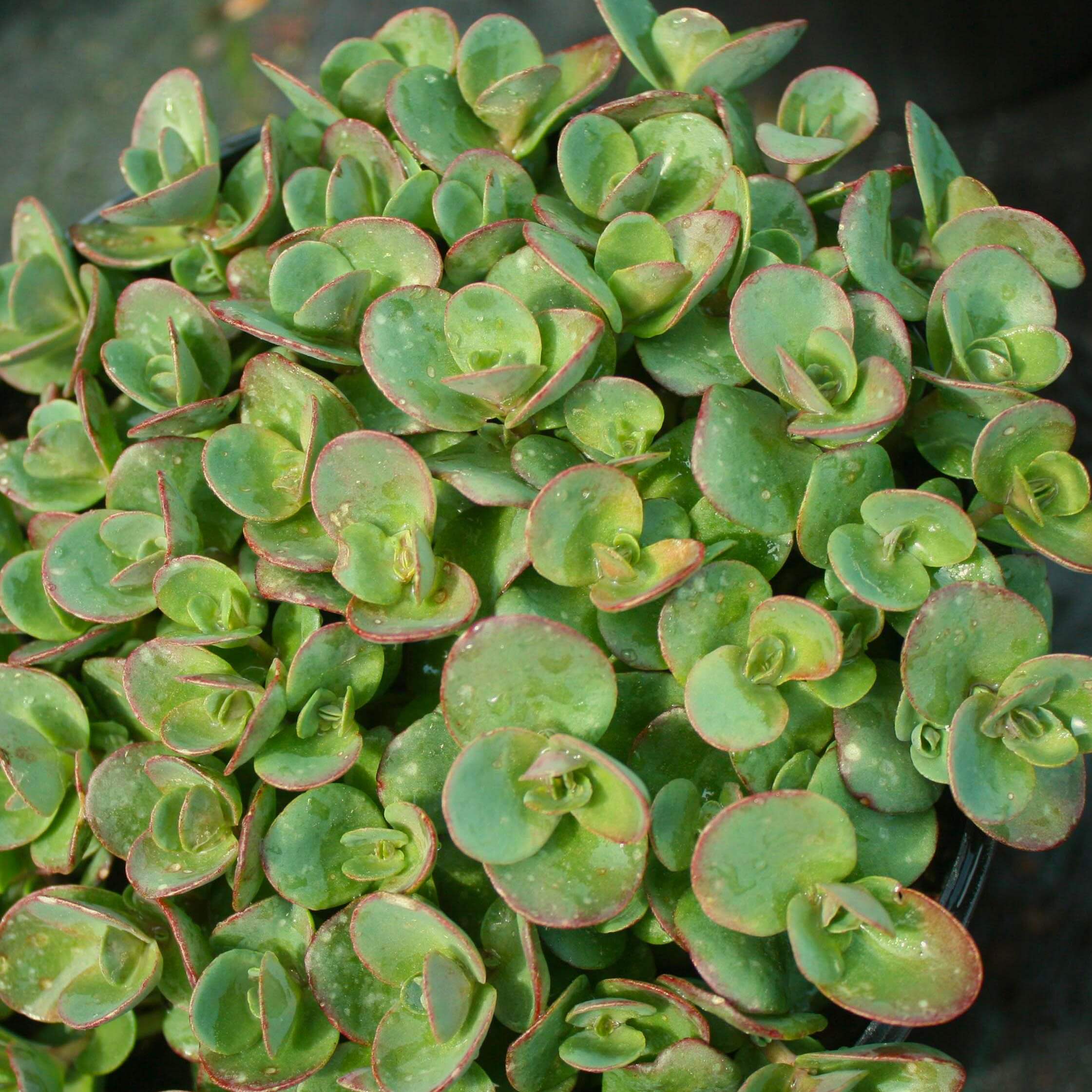 sedum lime zinger succulent Sedum Lime Zinger Stonecrop for Sale