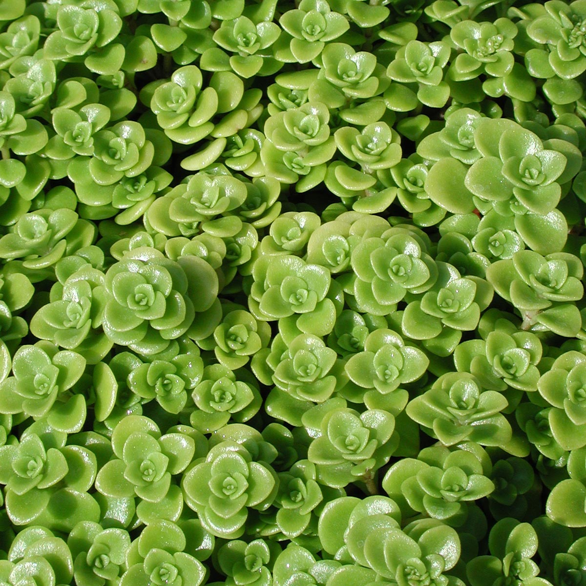 limelight succulent Sedum makinoi 'Limelight' Stonecrop