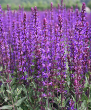 Salvia sylvestris May Night Woodland Sage for sale 