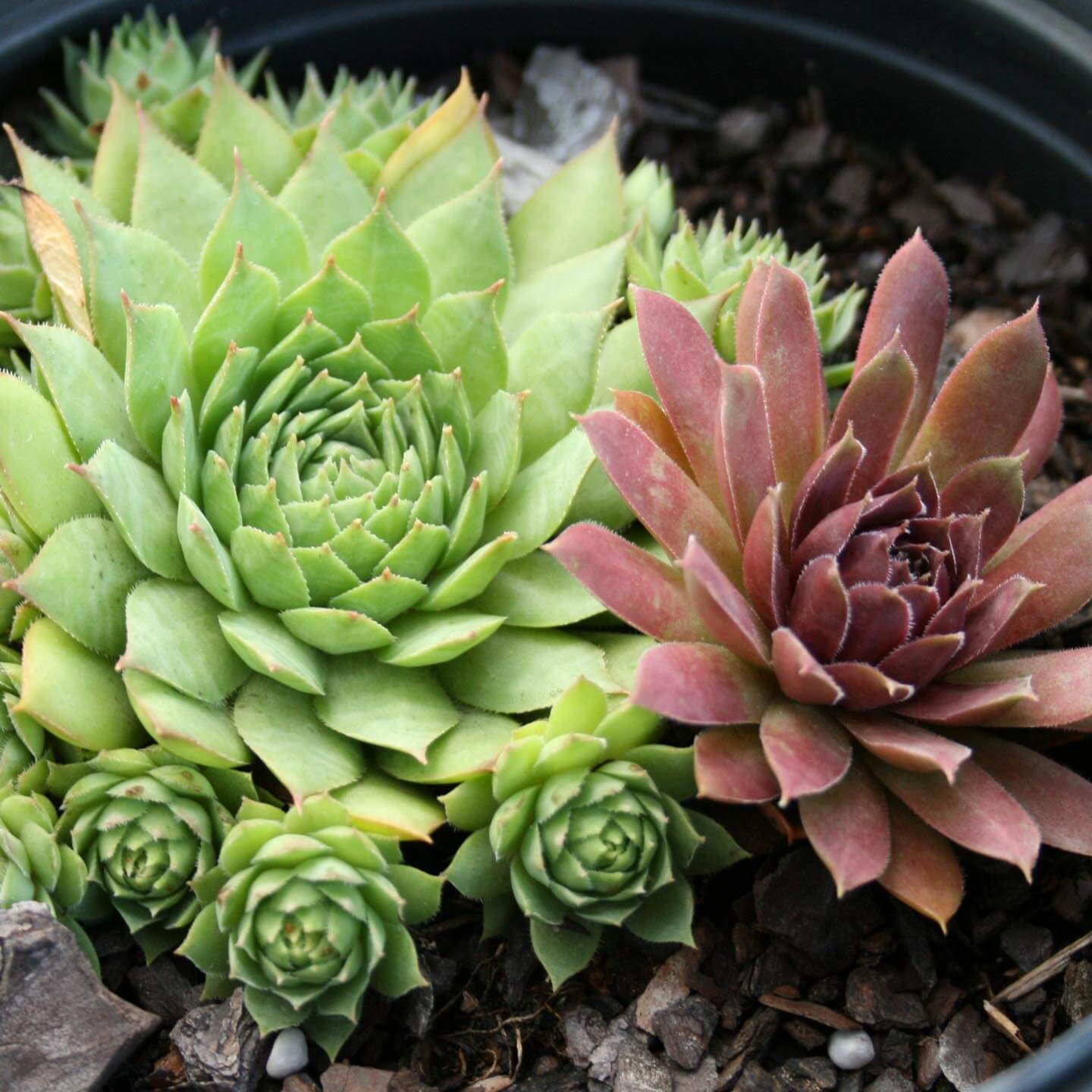 are hen and chicks succulents Sempervivum 'Mixed' Hen & Chicks
