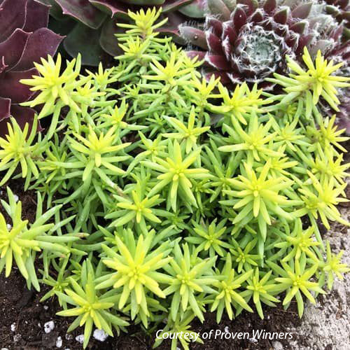 angelina succulent Sedum rupestre Angelina's Teacup Stonecrop