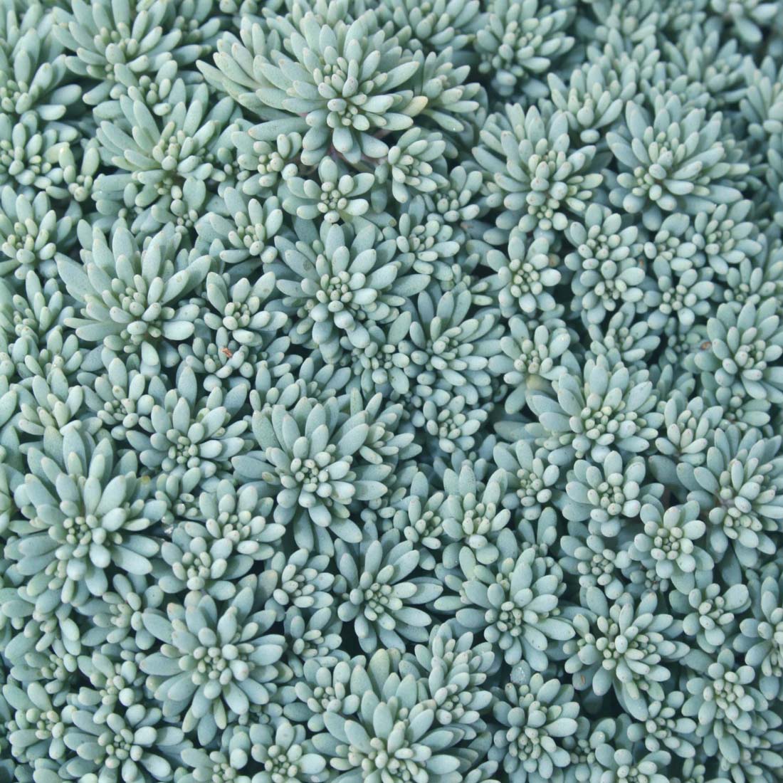 carpet sedum succulent Sedum 'Blue Carpet' Stonecrop