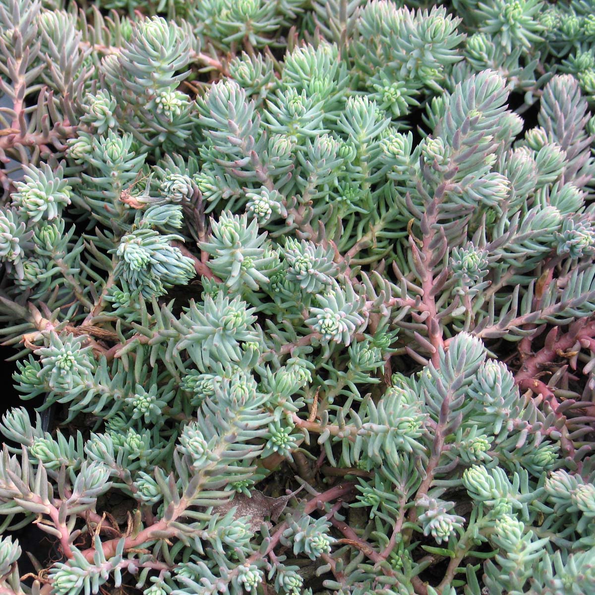 blue spruce succulent care Sedum rupestre Blue Spruce Stonecrop for Sale