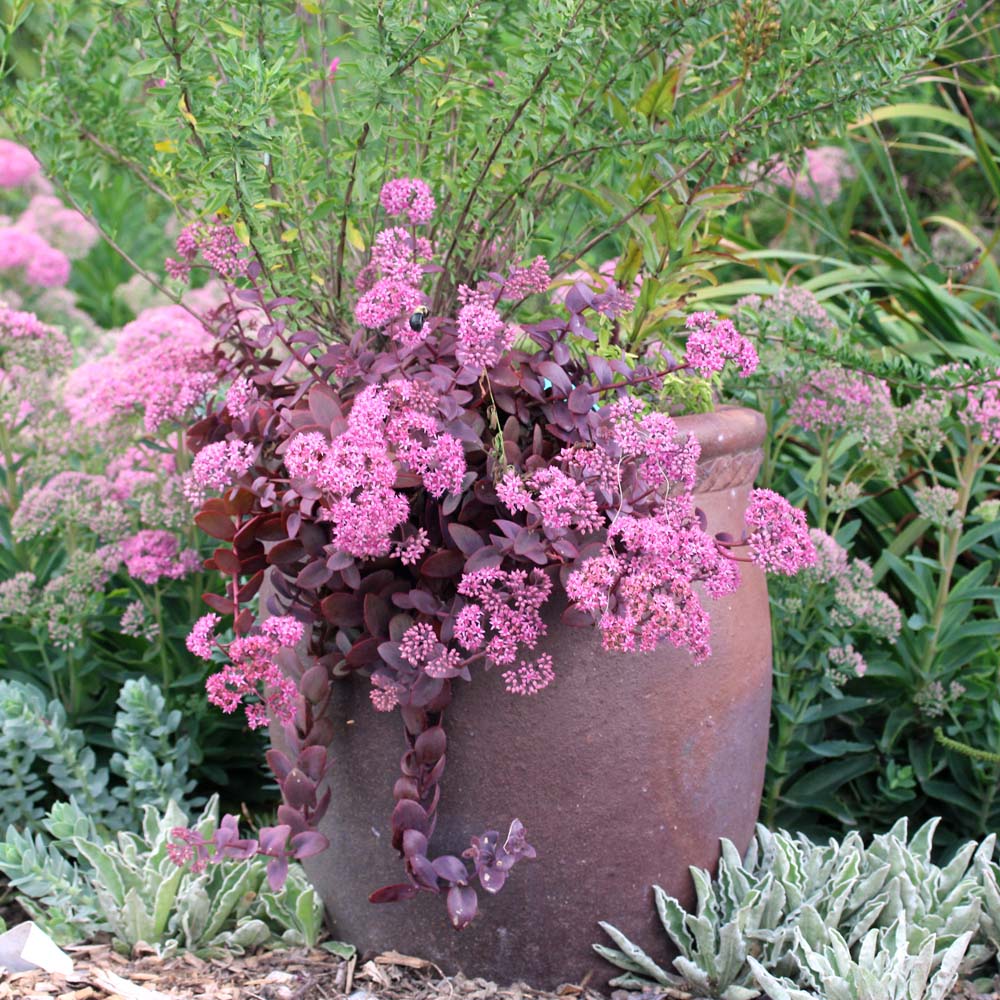 Sedum x 'Cherry Tart' Stonecrop