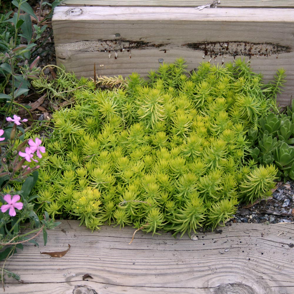 succulent angelina Sedum rupestre Angelina Stonecrop for Sale