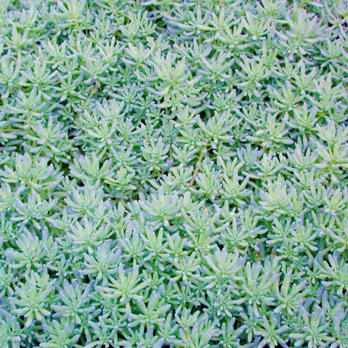 green succulent ground cover Sedum bithynicum Stonecrop