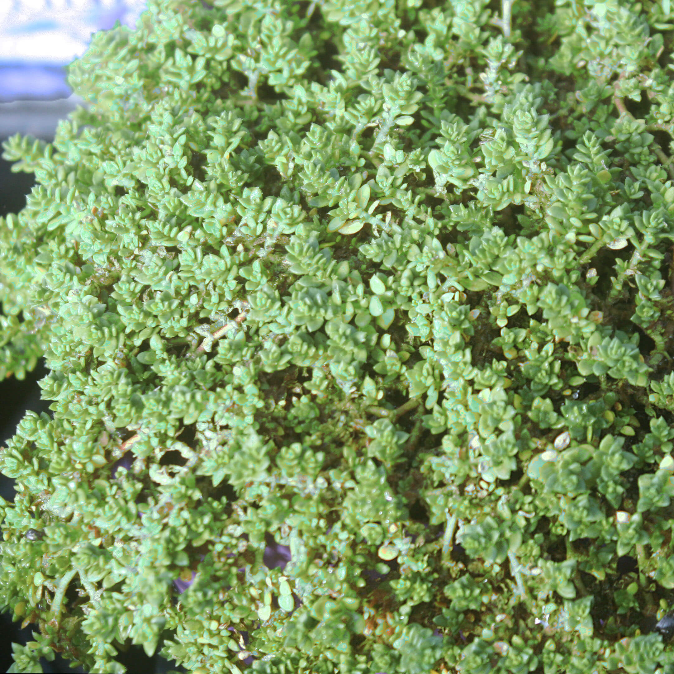 sedum stonecrop succulent Sedum requieni Miniature Stonecrop