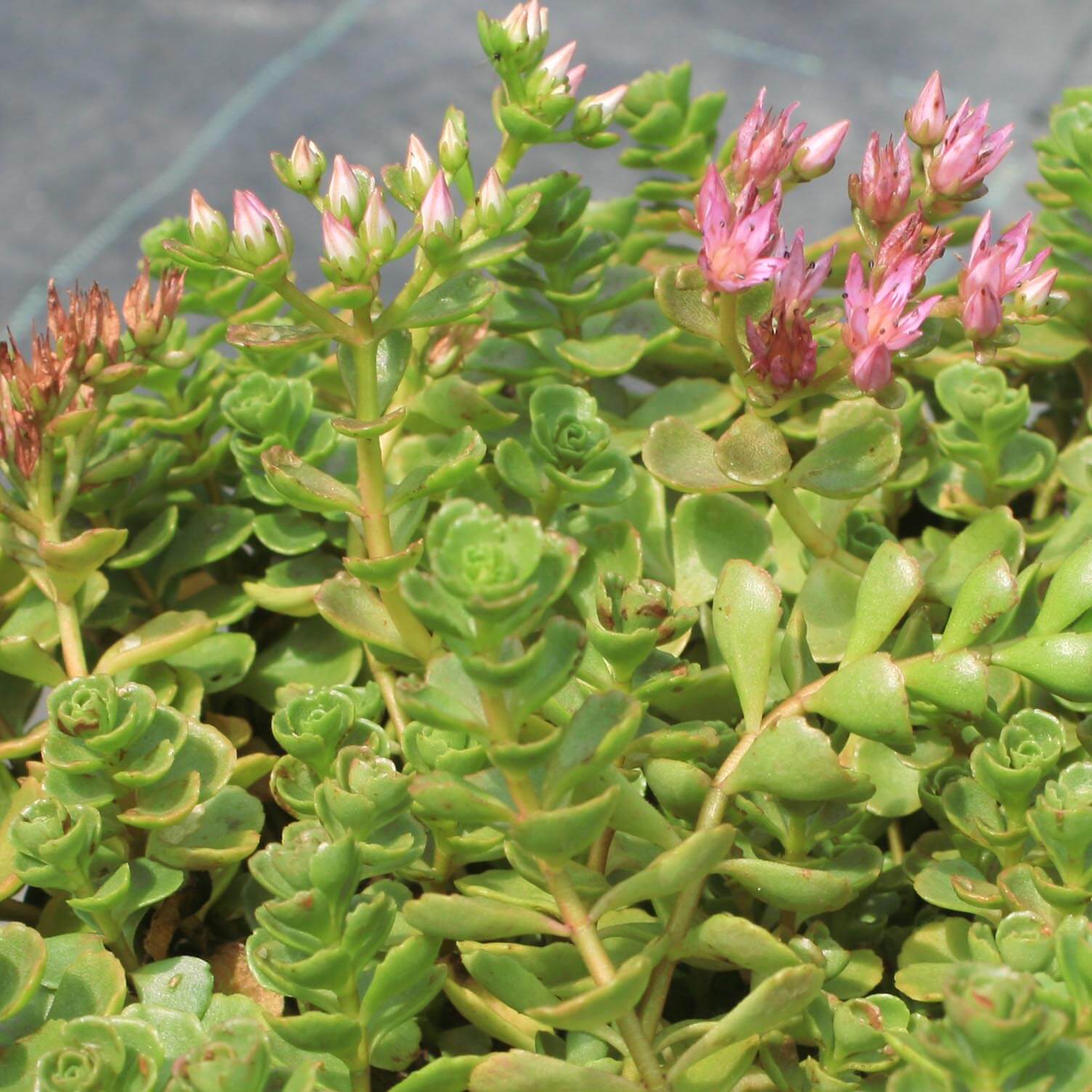 creeping sedum succulent Sedum spurium John Creech Stonecrop for Sale