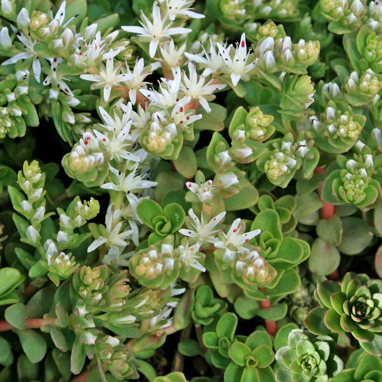 stonecrop sedum succulent Sedum ternatum Woodland Stonecrop