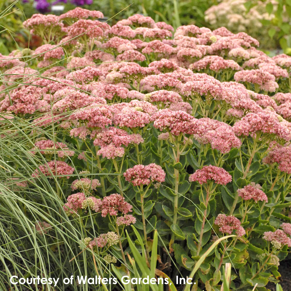 Sedum spectabile Autumn Fire Stonecrop for sale