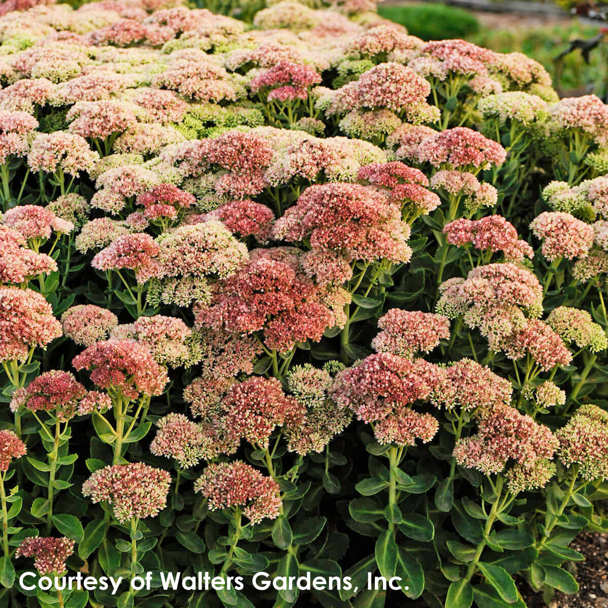 Sedum spectabile Autumn Fire Stonecrop for sale