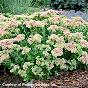 Sedum spectabile Autumn Fire Stonecrop for sale