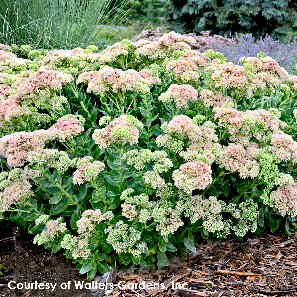 Sedum spectabile Autumn Fire Stonecrop for sale