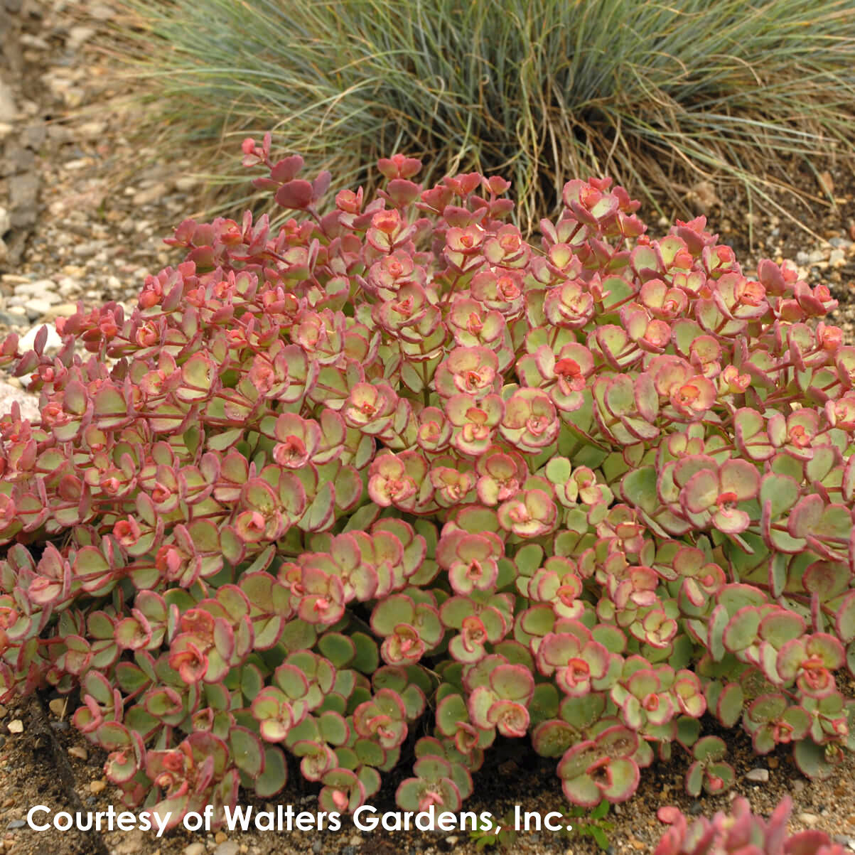 Sedum sieboldii October Daphne for sale