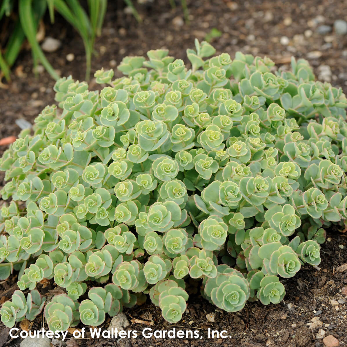 Sedum sieboldii October Daphne for sale