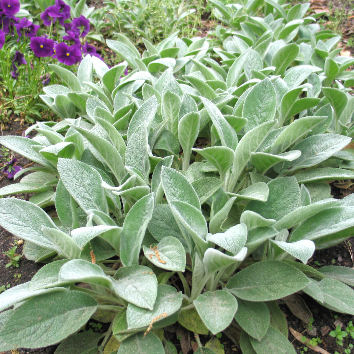 succulent lambs ear Stachys byzantina 'Big Ears' Lamb's Ears