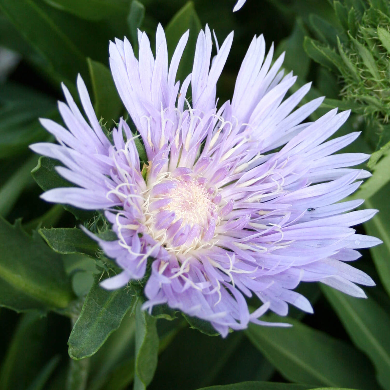 Stokesia laevis Stoke's Aster