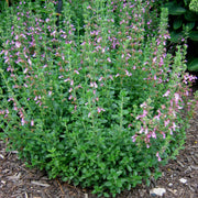 Teucrium chamaedrys Germander for sale