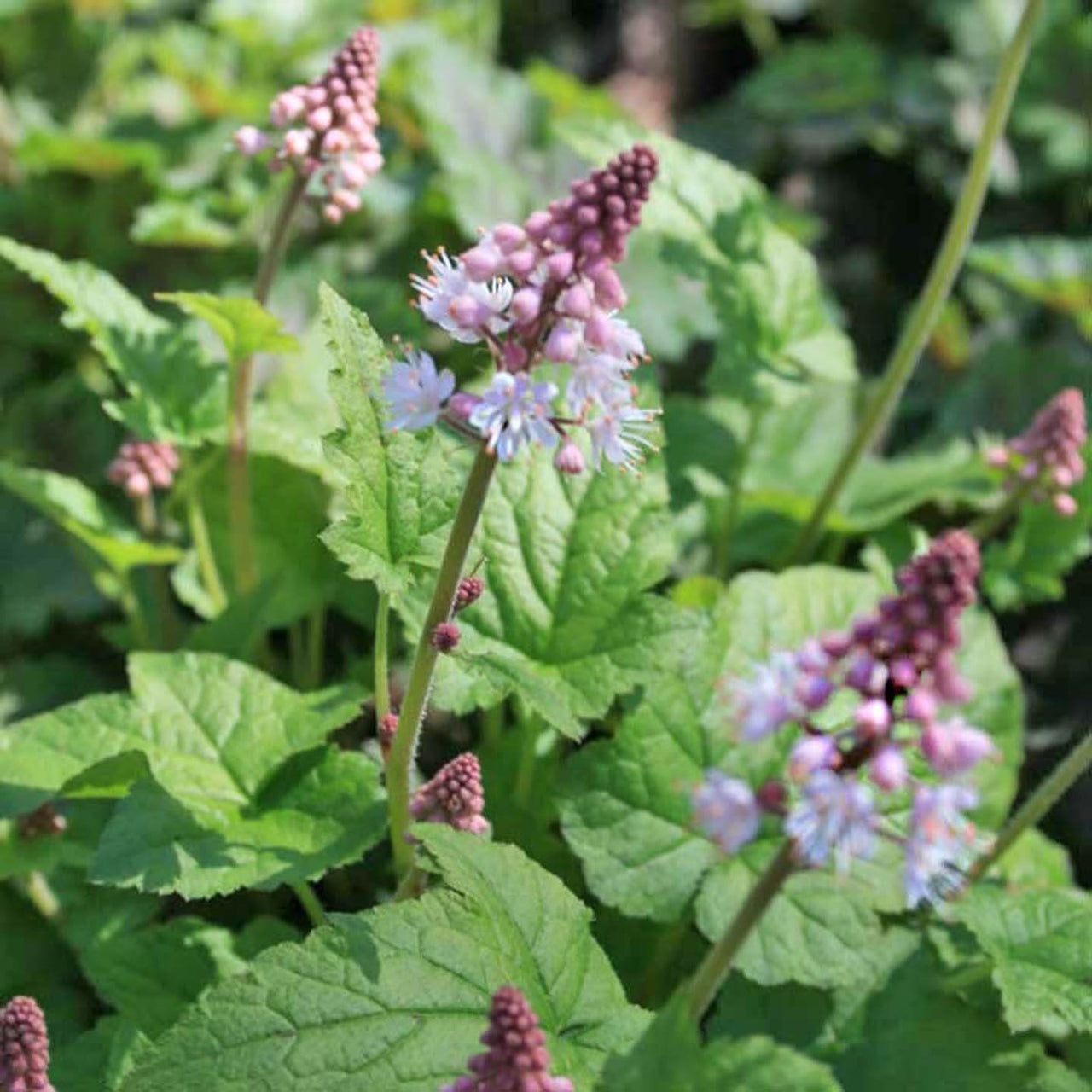 Tiarella cordifolia Foamflower