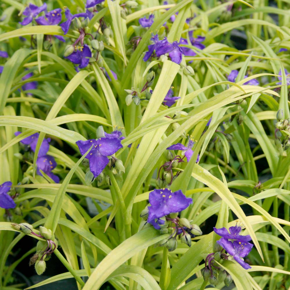 spider wort plant Tradescantia Sweet Kate Spiderwort for Sale