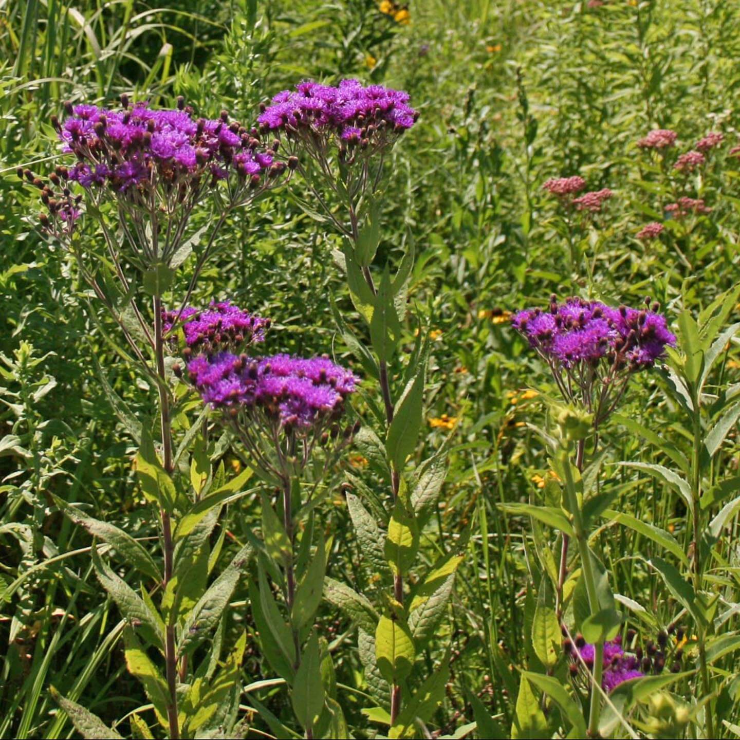 Vernonia noveboracensis Ironweed | Rare Roots