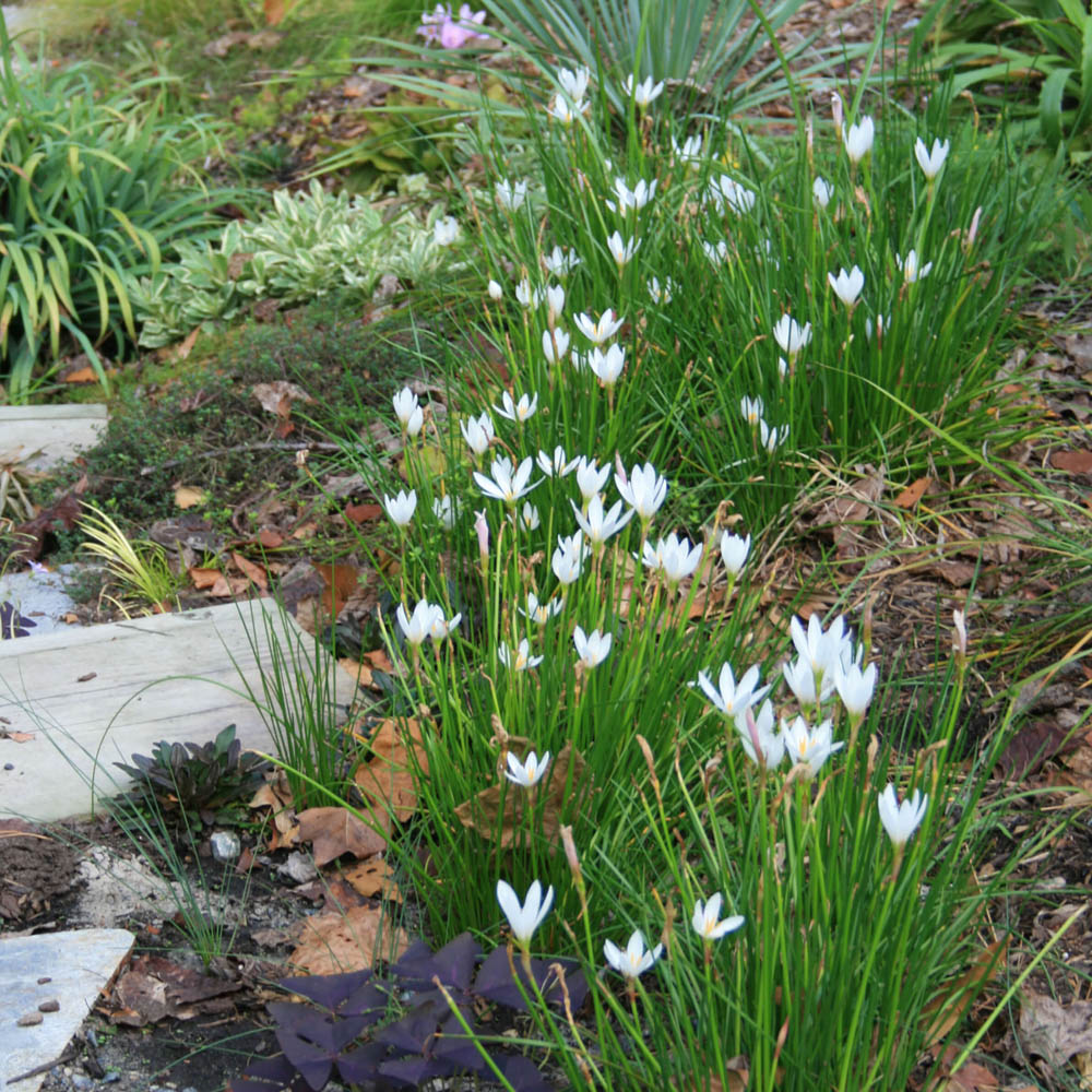 white rain lily Zephyranthes candida Rain Lily