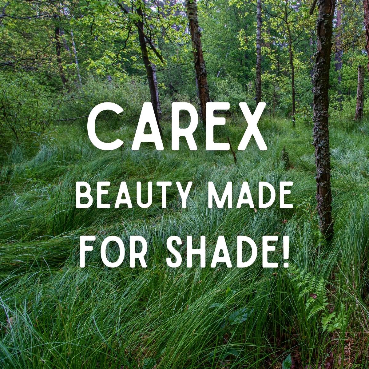 Carex – Beauty Made for Shade!